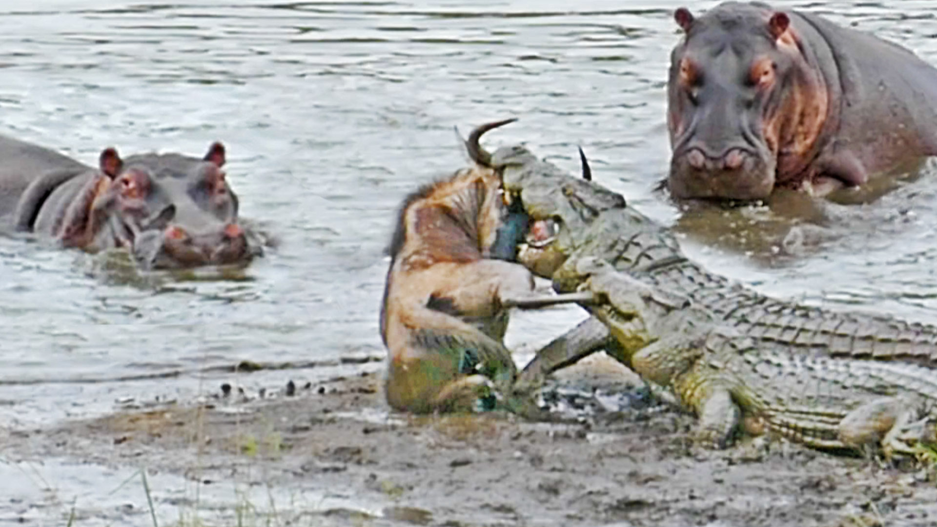 Hippos Save Wildebeest from Crocodiles!