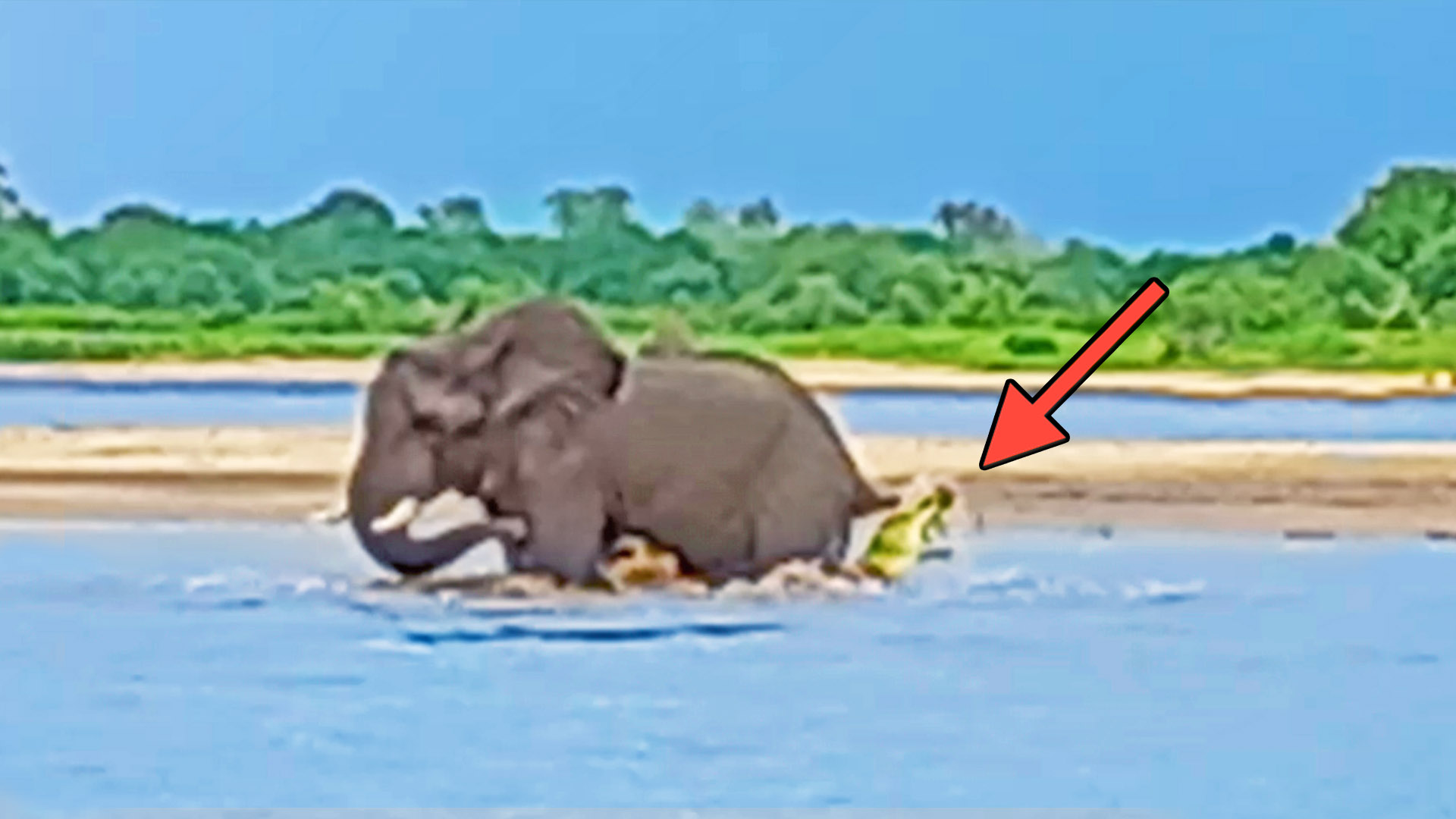 Elephant Swings Crocodile Biting its Tail