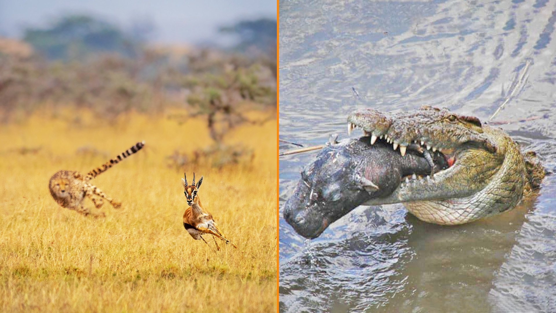 Africa’s Best Wildlife Moments Caught on Camera