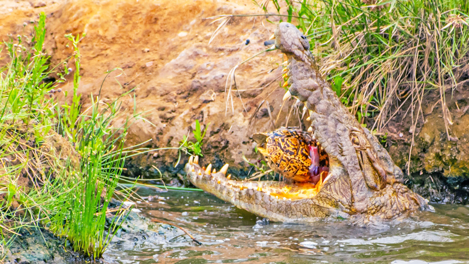 Crocodile Eats Tiny Tortoise in One Bite