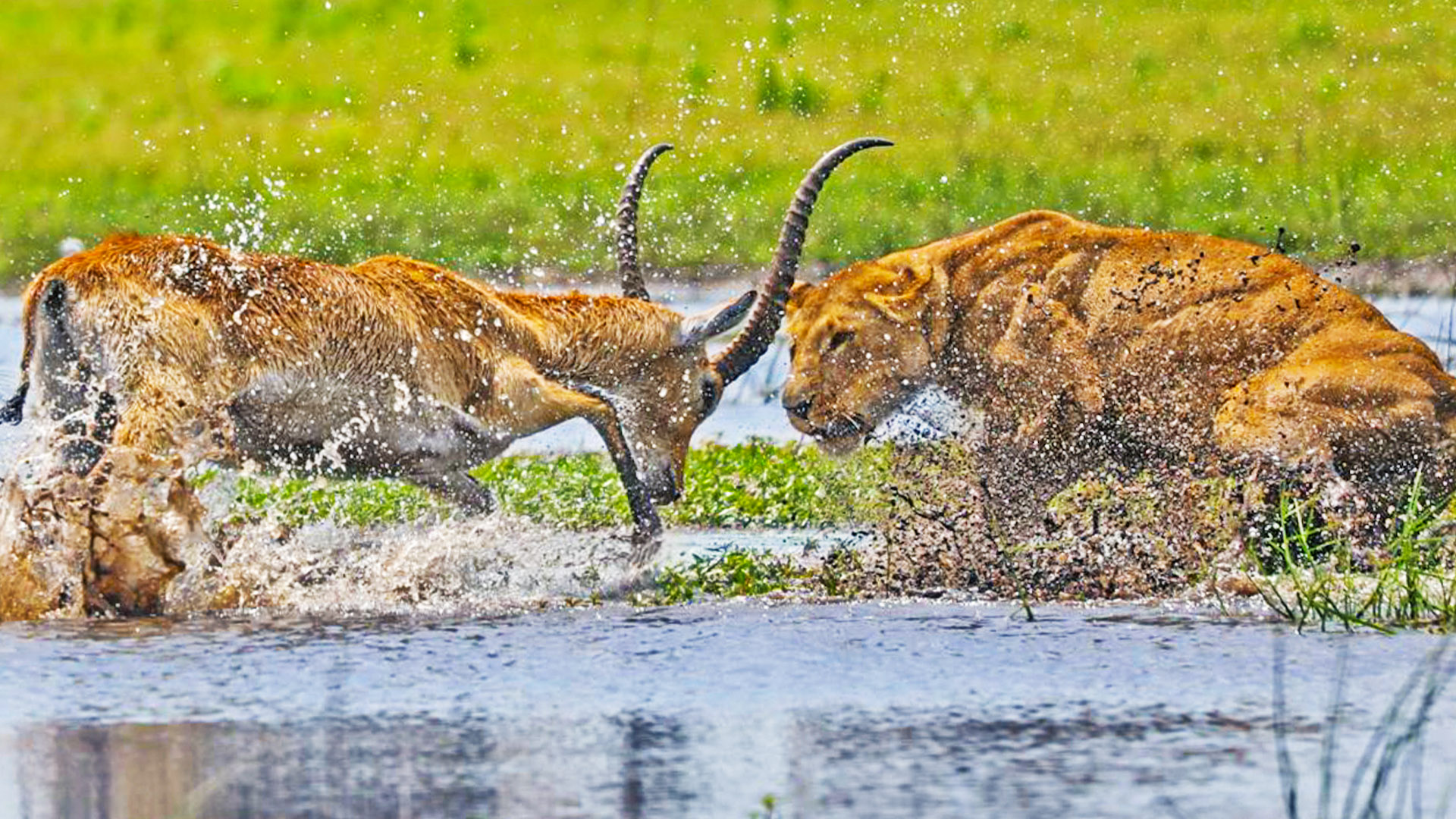 Antelope Turns to Fight Back Against Lion in River