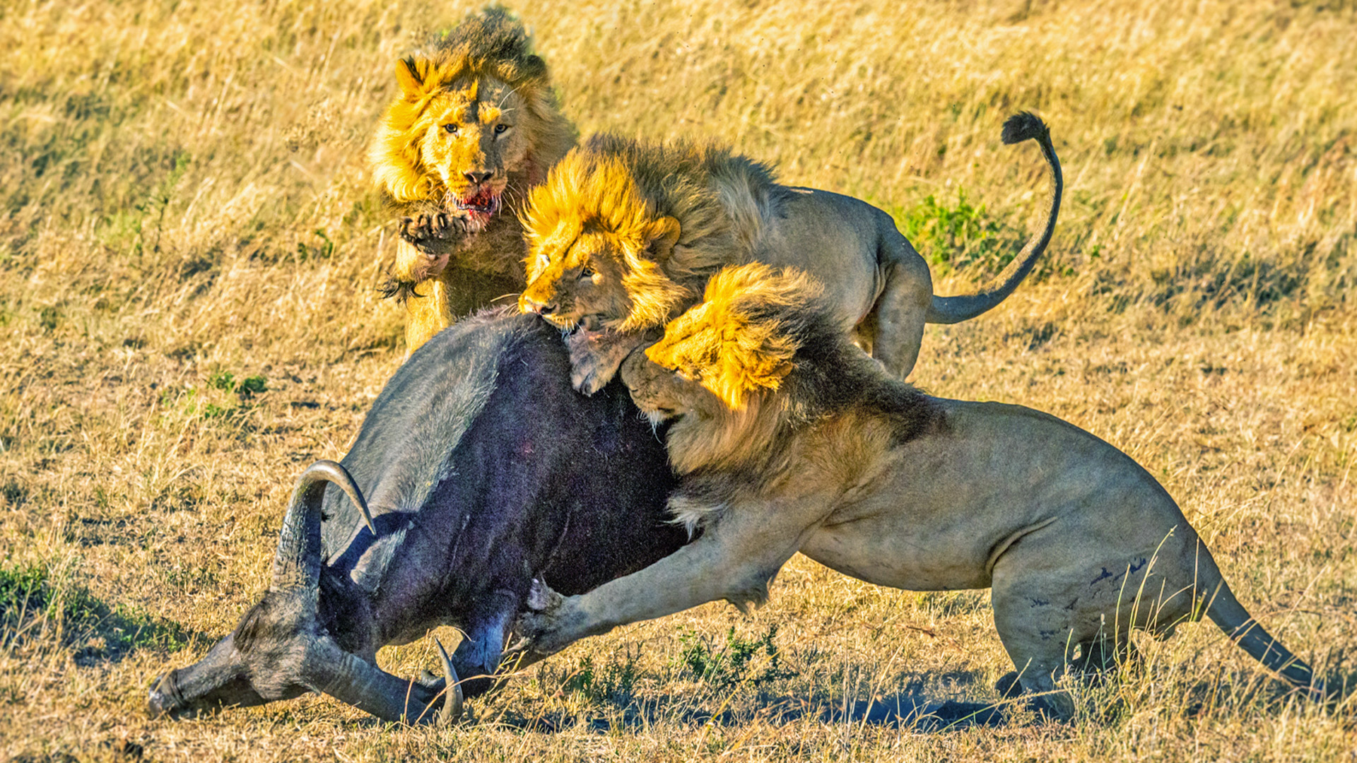 Four Male Lions Take on Lone Buffalo