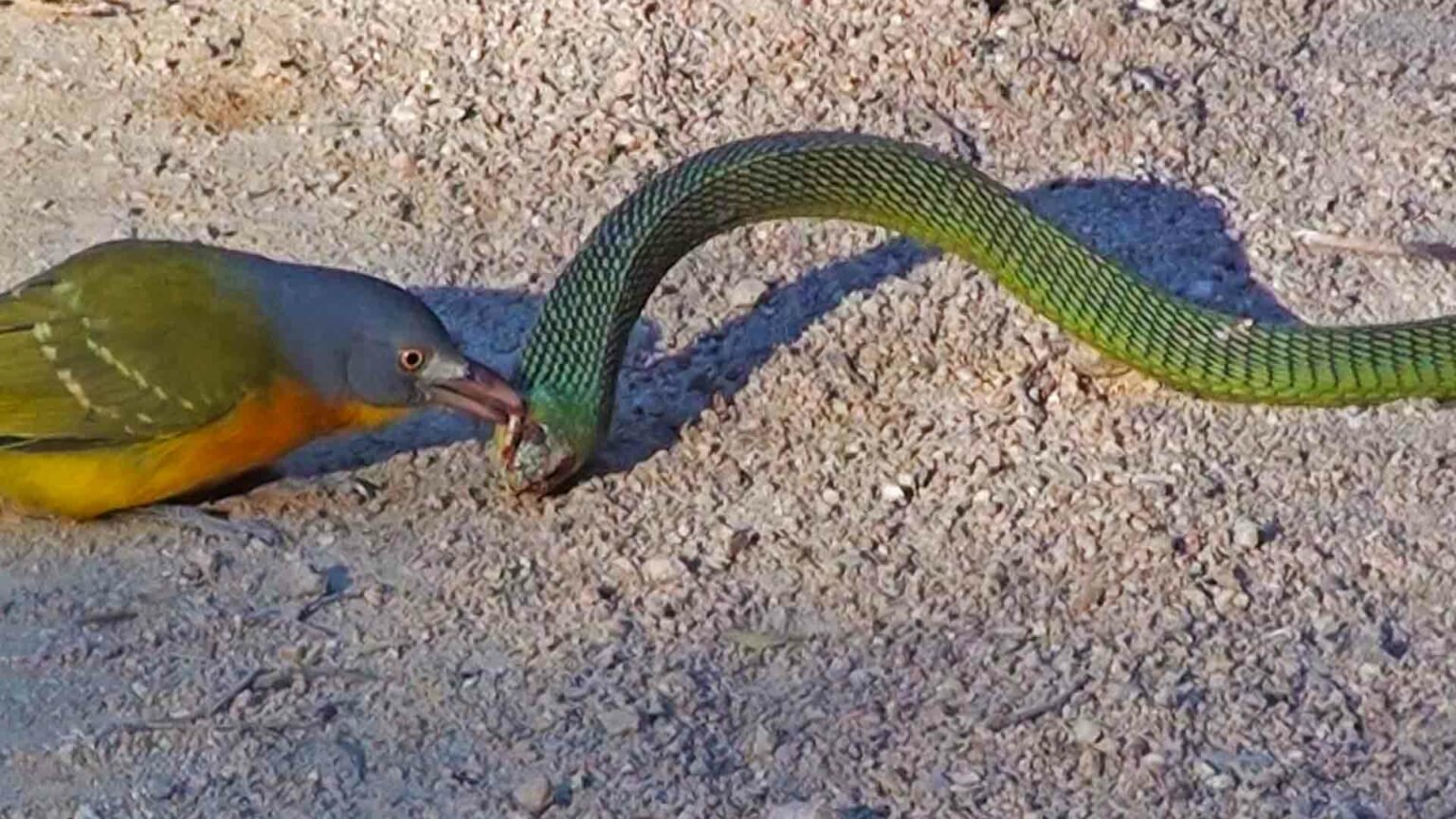 Bird Rips Snake’s Eyes Out as it Tries to Escape