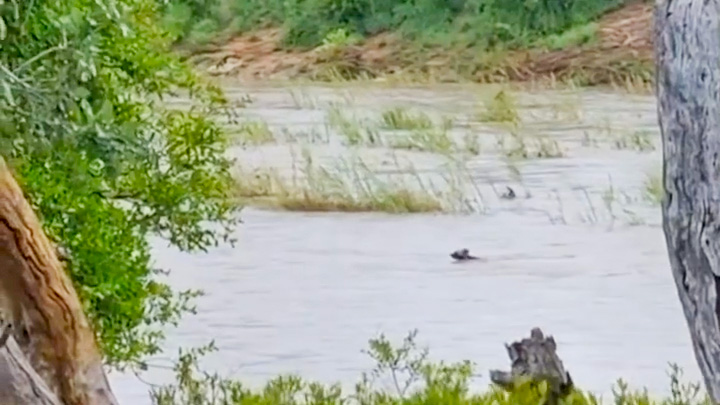 Wild dog swim across river