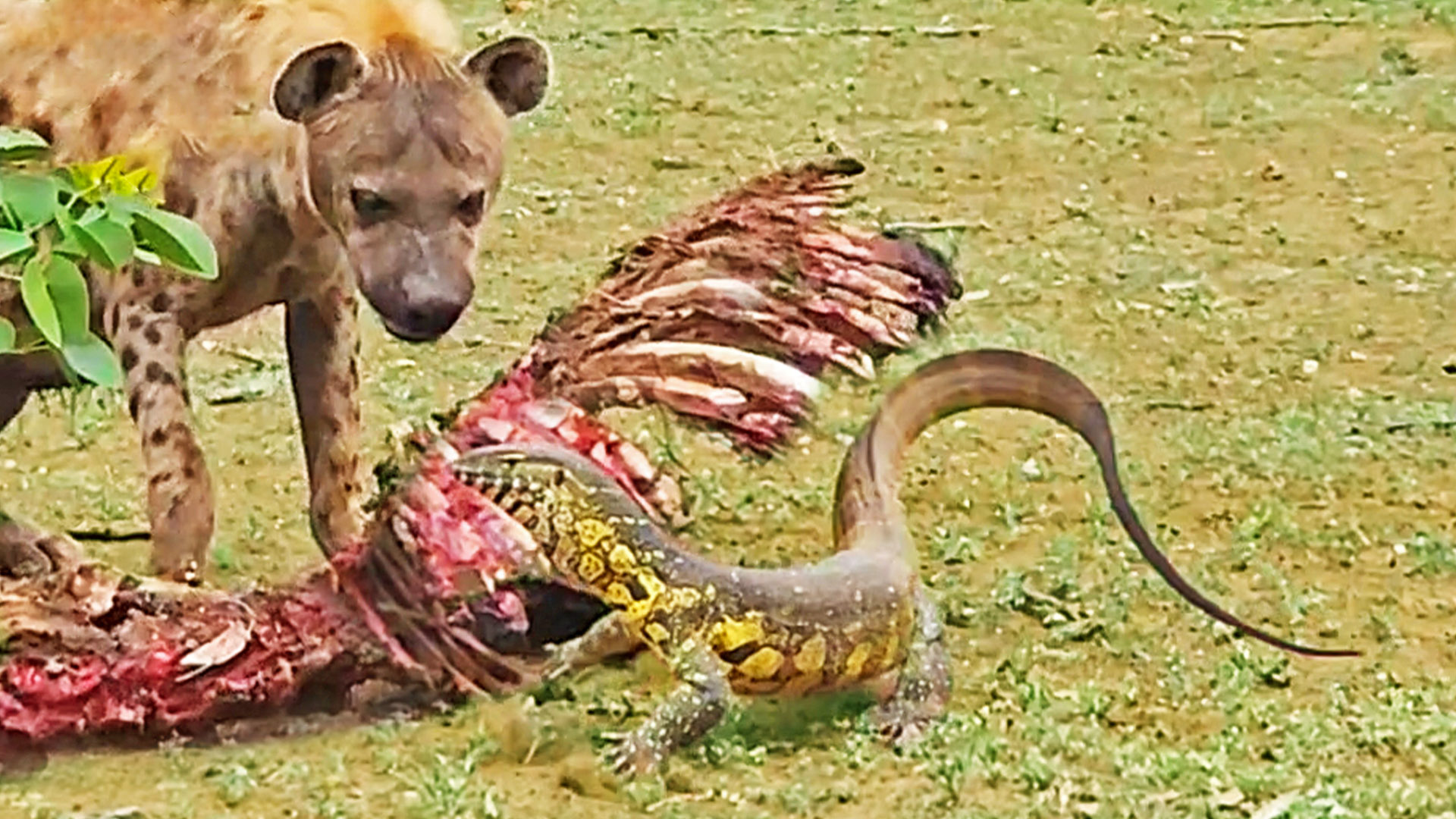 Lizard Protects Zebra by Slapping Hyena in the Face with Its Tail