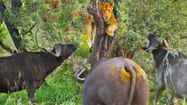 Scared lion trapped by stampeding buffaloes