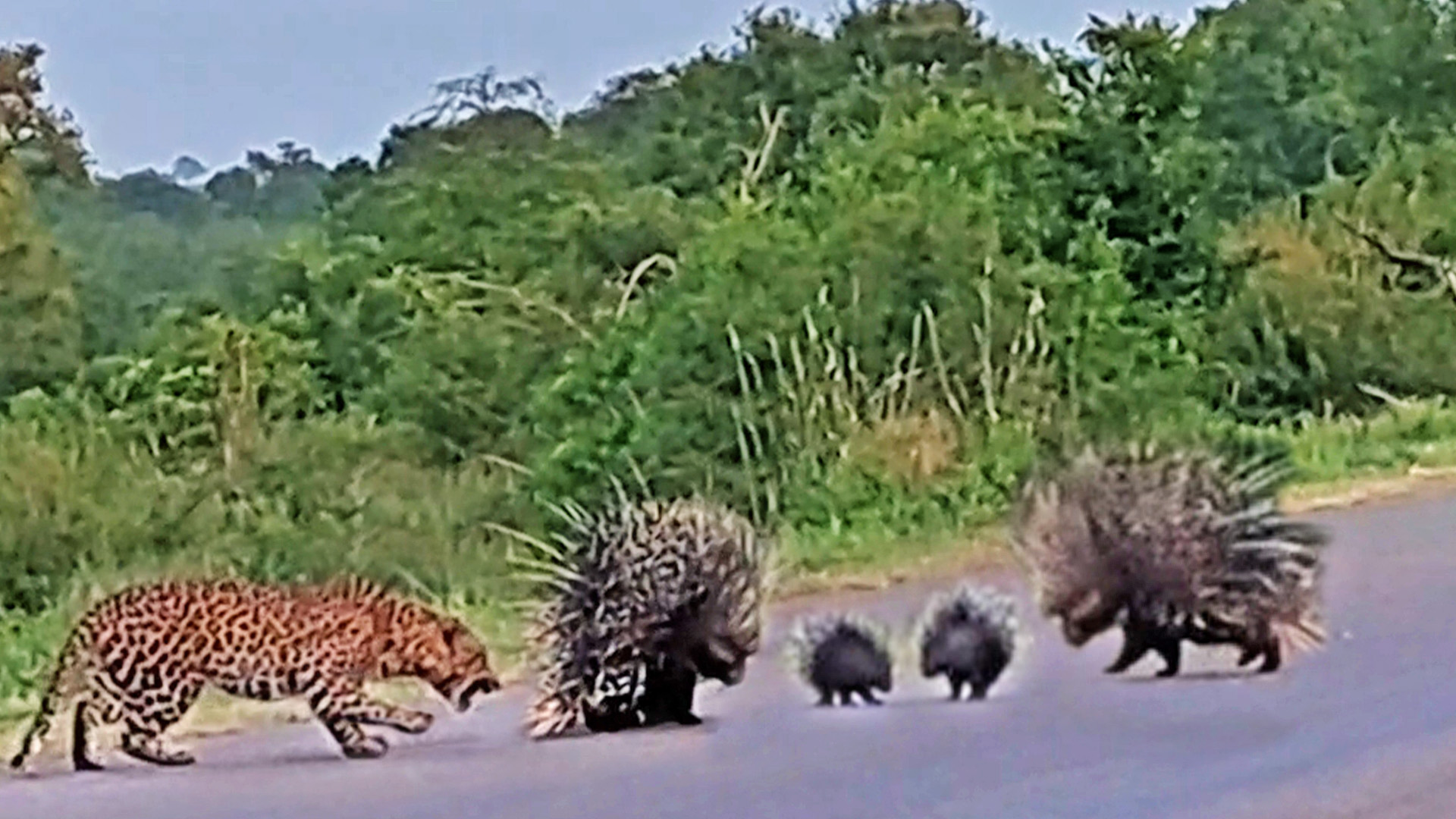 Porcupine Parents Protect Babies from Leopard