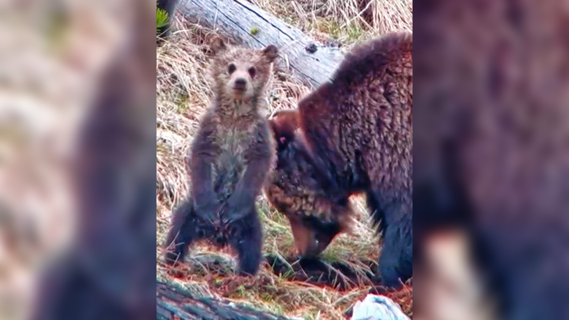 Tiny Bear Cub Stands Up and Captivates the World
