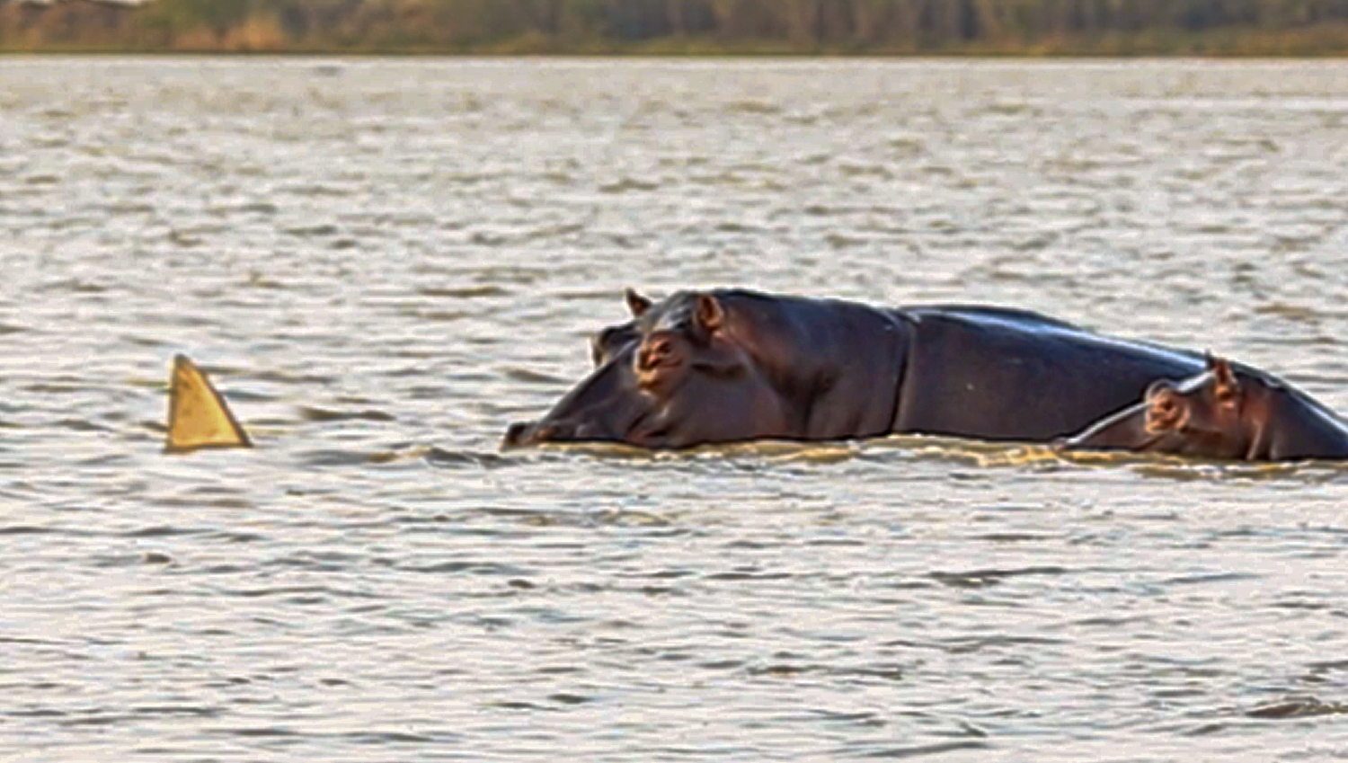 Shark Tries Its Luck With a Pod of Hippos