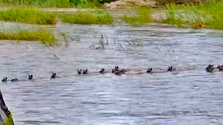 Wild Dogs Swim Across Flooding River
