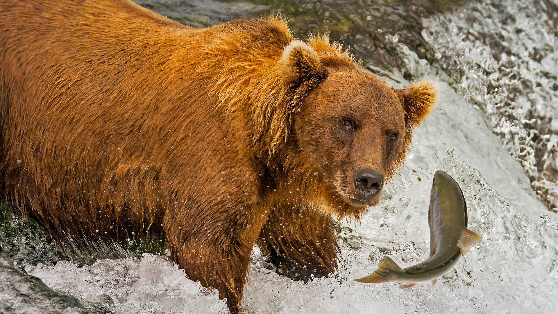 Bear Goes Salmon Fishing in Alaska