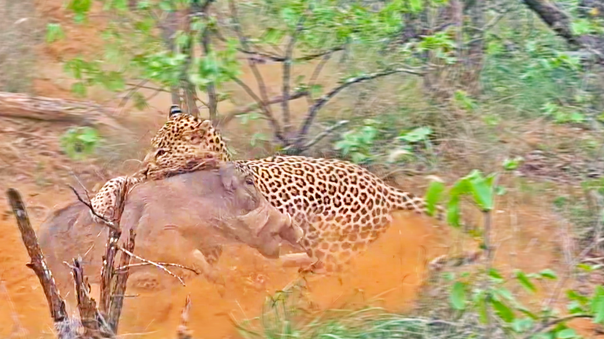 Warthog Swings Leopard around to Break Free from Its Grip