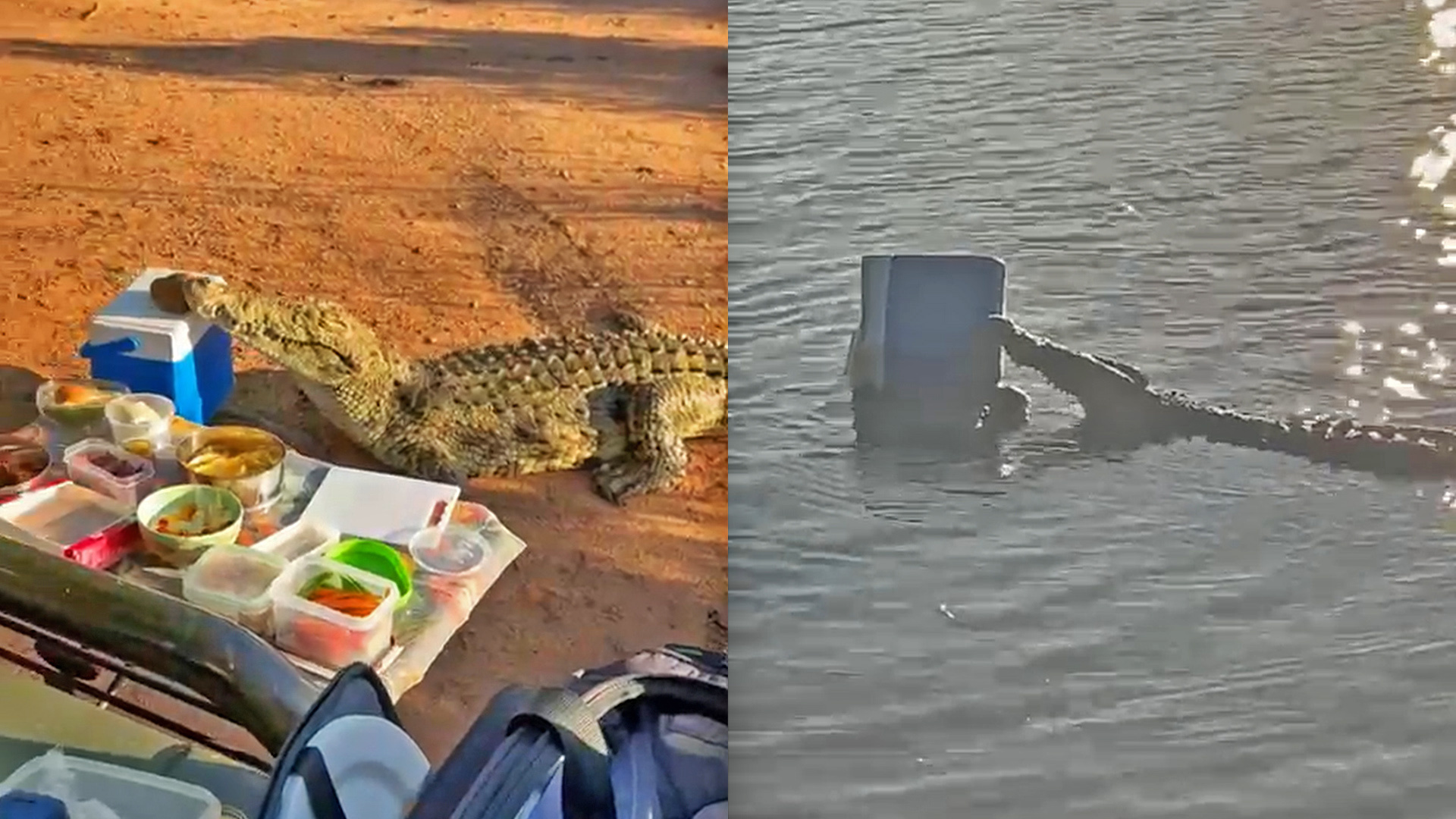 Crocodile Joins Picnic and Steals Cooler Box