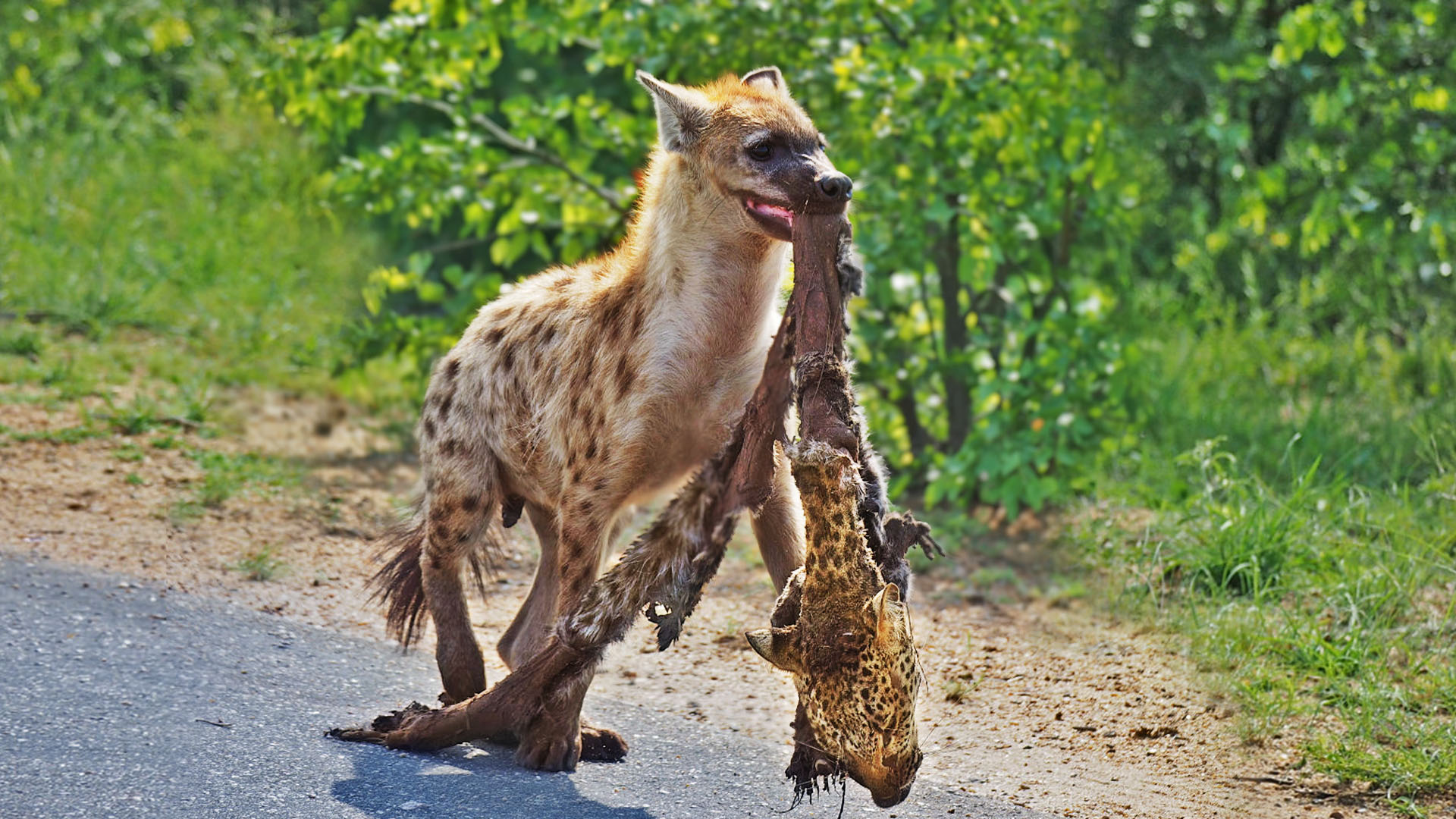 Hungry Hyena Clan Eat Leopard