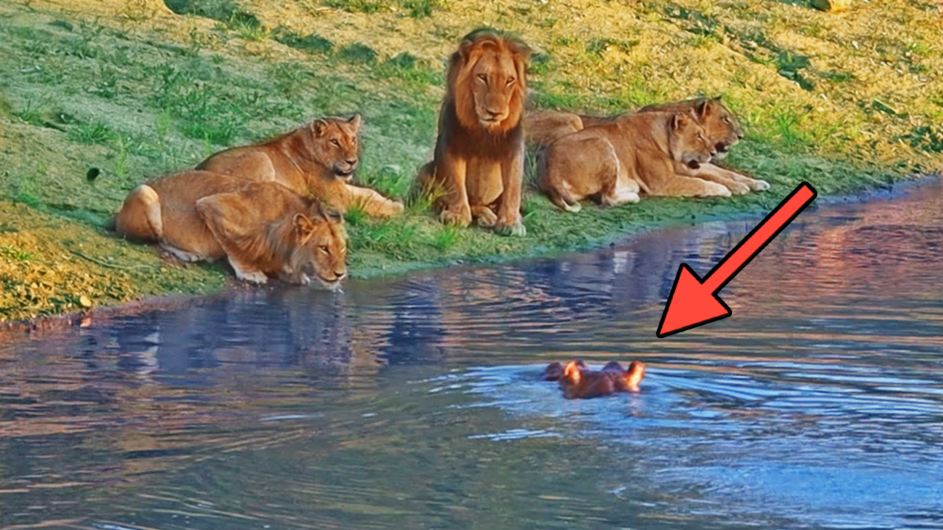 Hippo Sneaks up on Lions