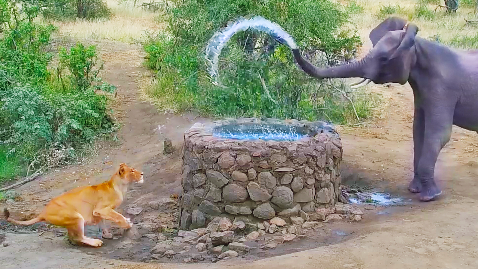 Lion Tries Hiding from Elephant but Ends Up Getting Sprayed