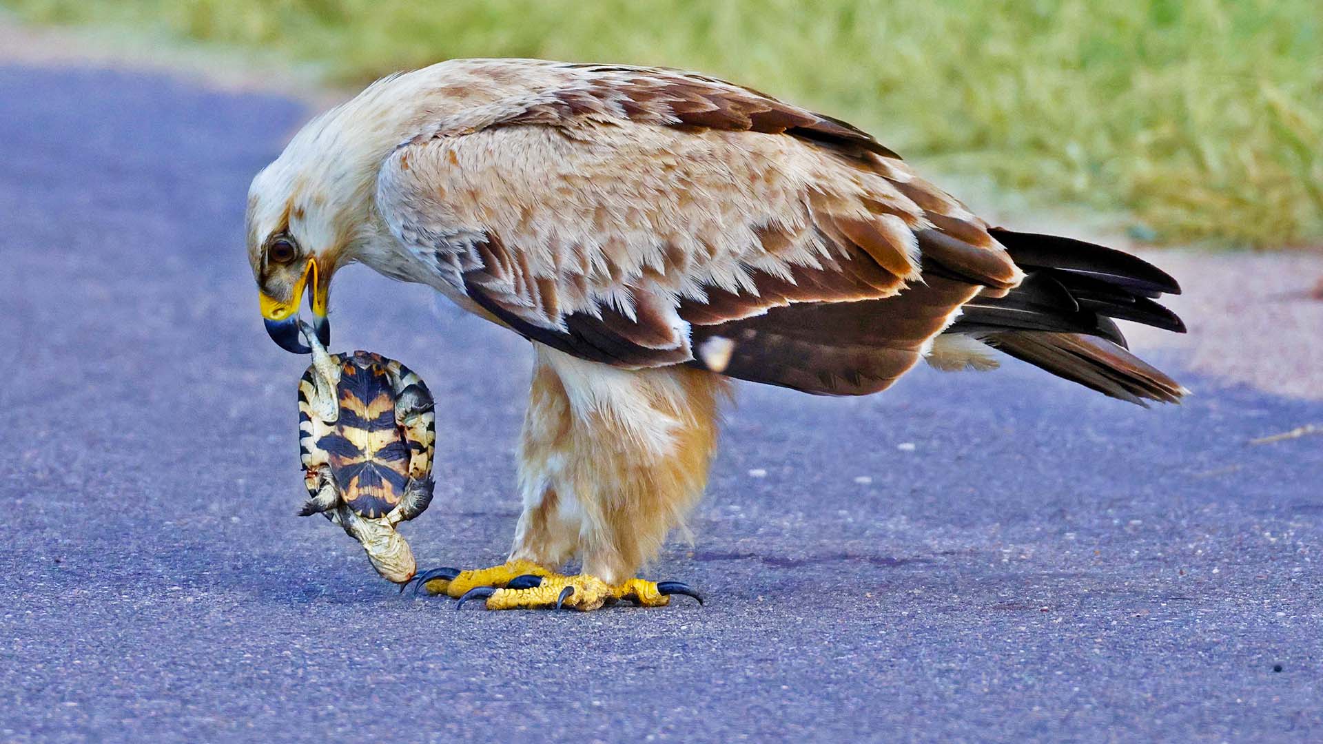 Eagle Rips Tortoise Apart in Road