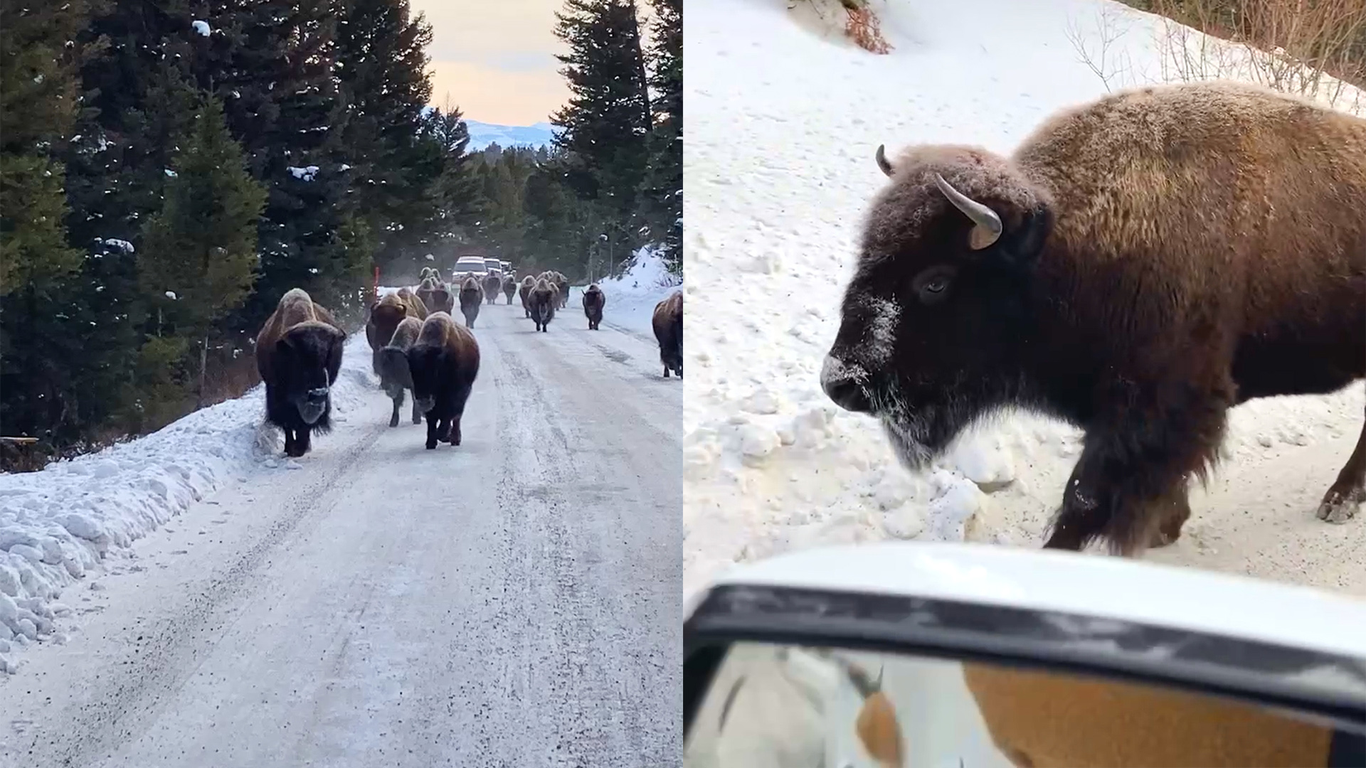 Bison Roadblock in Yellowstone National Park