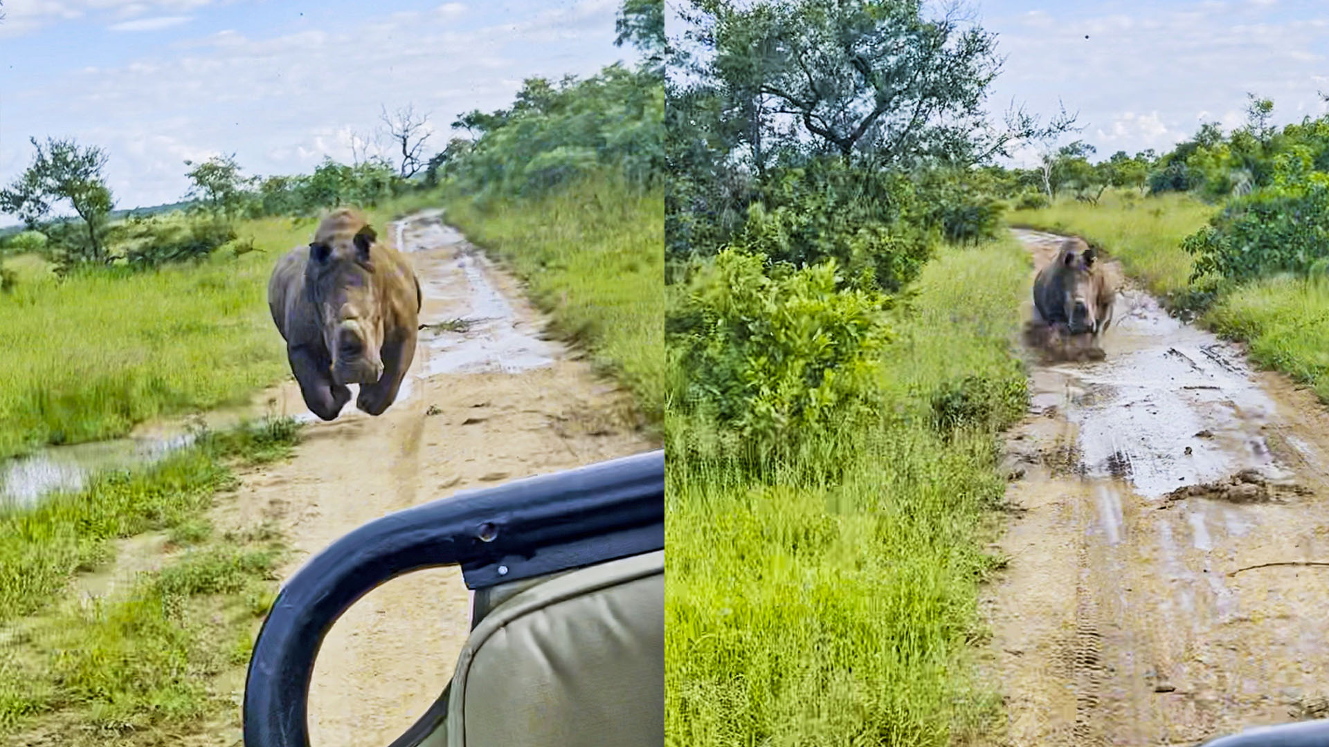 Rhino Charges Car Down the Road