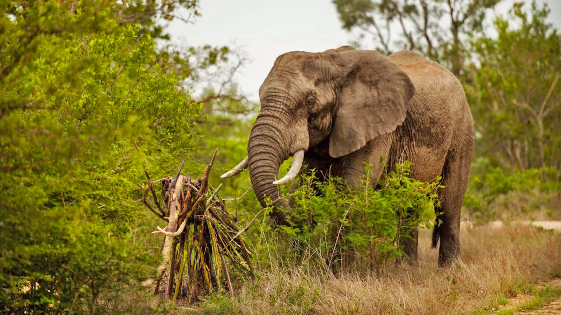 Grieving Elephant Builds her Baby Elephant out of Sticks