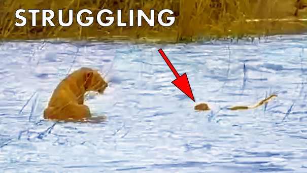 Mom Goes After Lion Cub That’s Washed Away in Flooding River