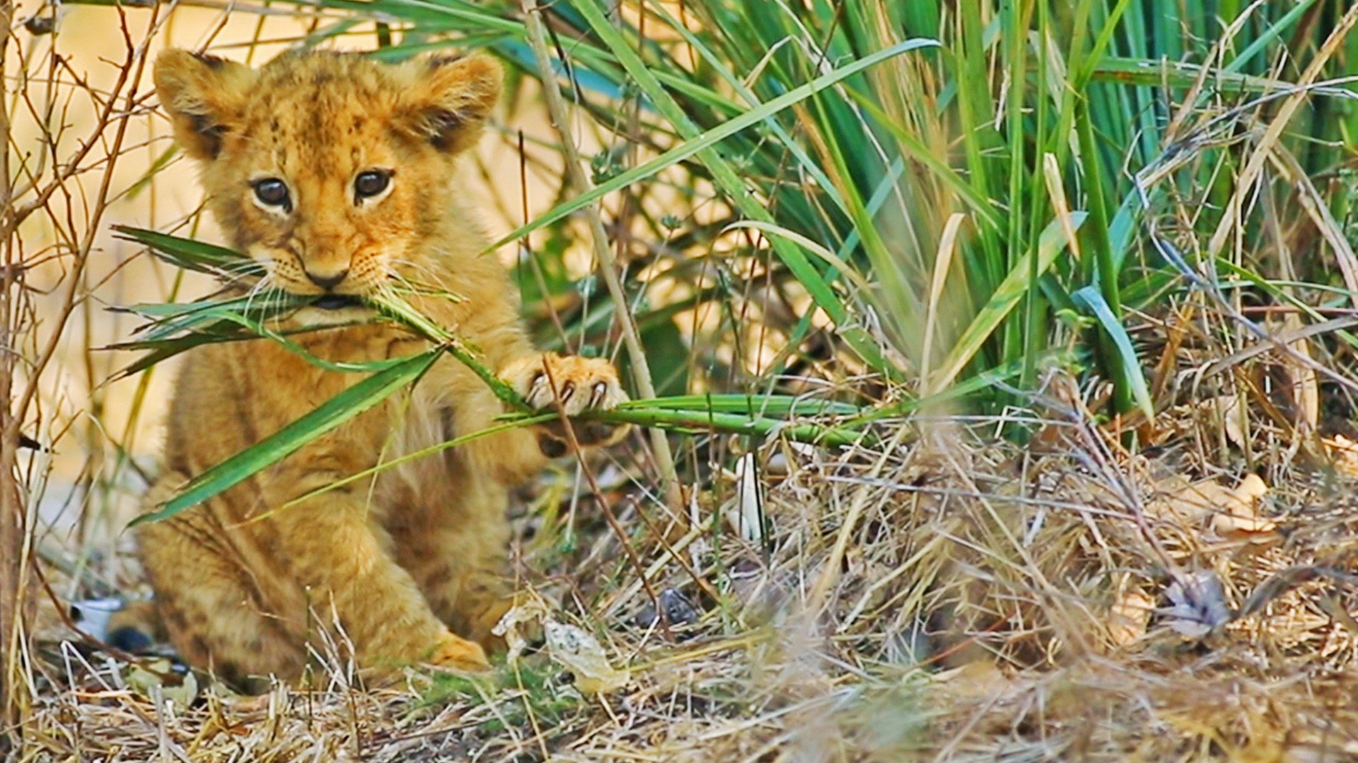 Baby Lion Becomes Vegan