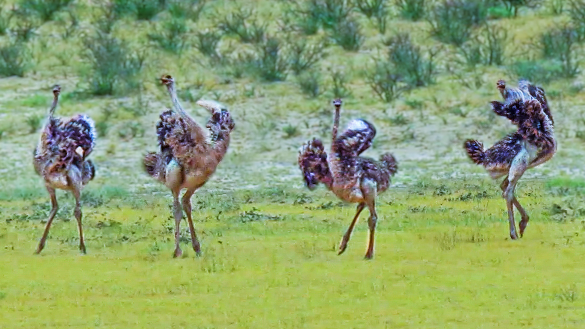 Ostriches Dance in Circles