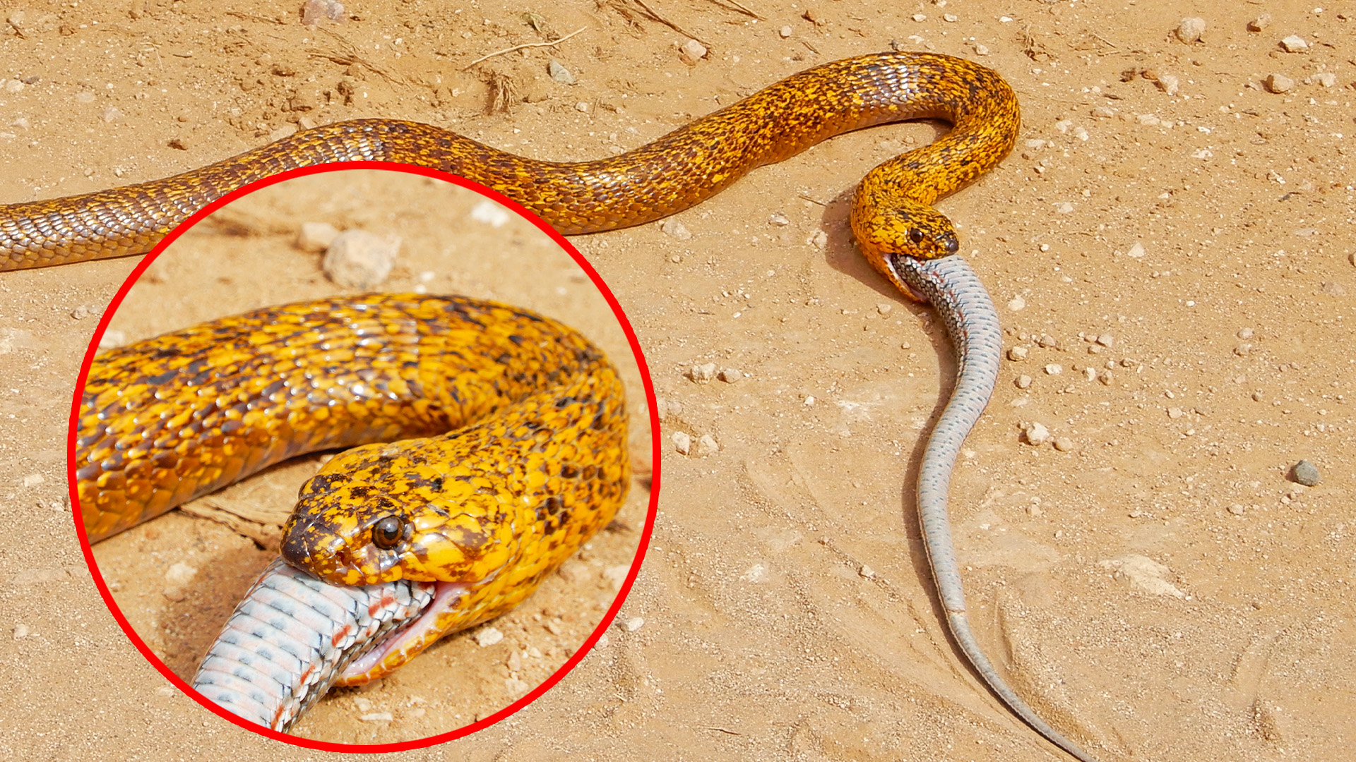 Cobra Swallows Entire Snake in Road