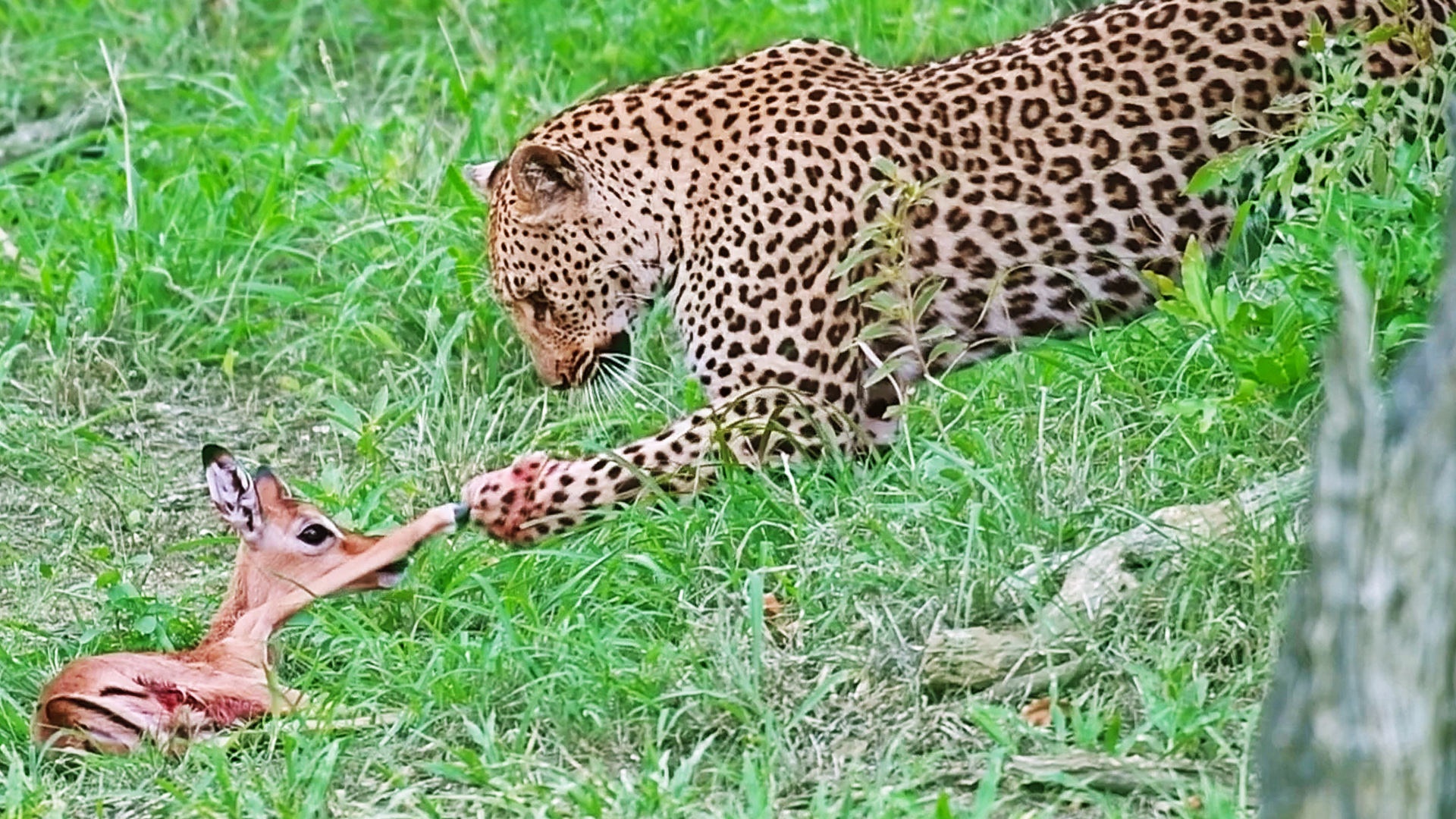 Leopard Tries Getting Injured Impala to Stand