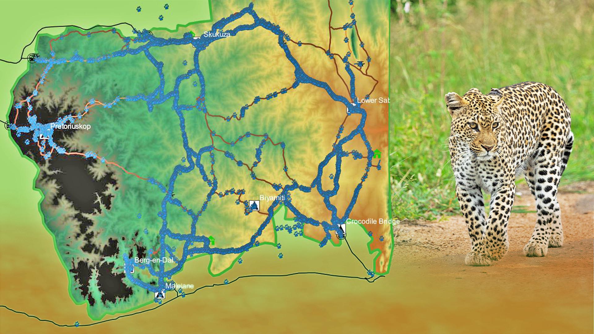 Get Lucky this Weekend and Spot the Elusive Leopard
