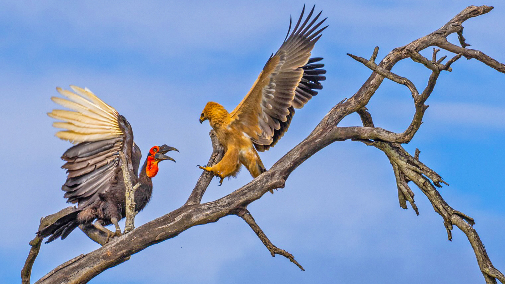 Hornbill Fights with Eagle in Tree