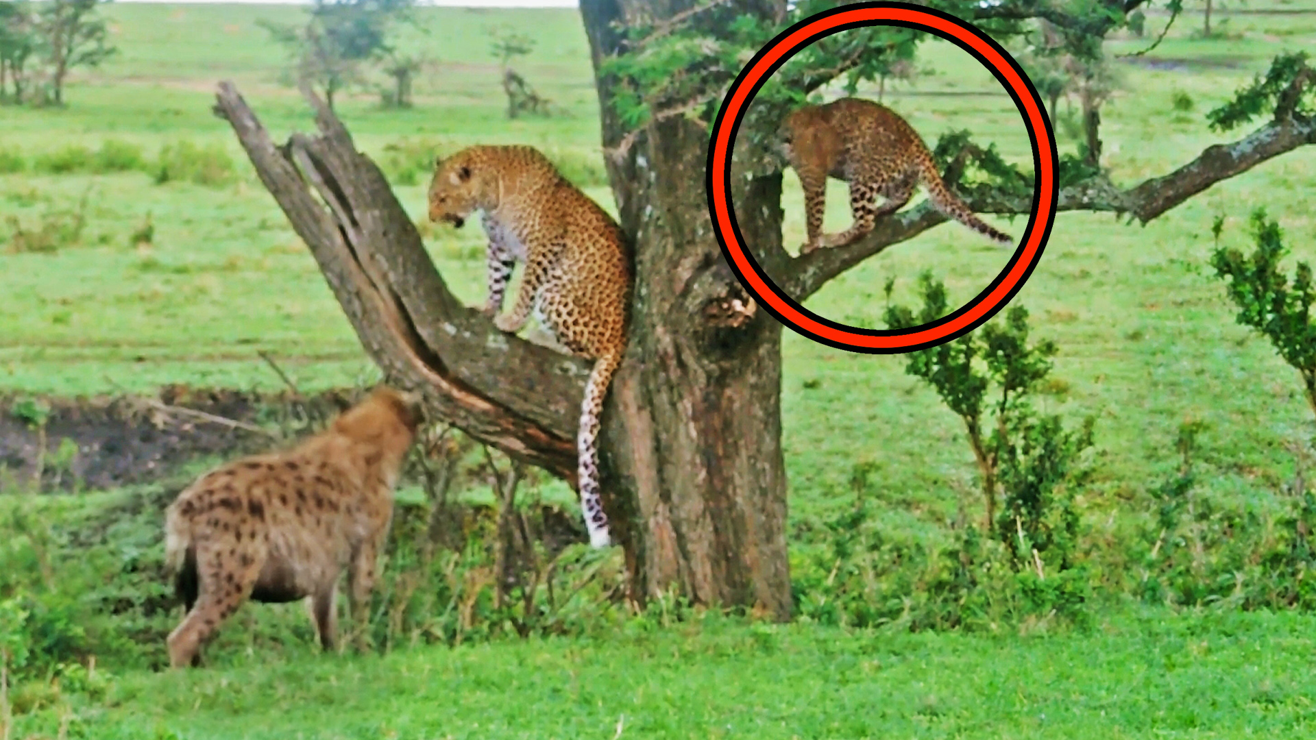 Hyena Makes Leopard Cub Jump Into Tree for Safety