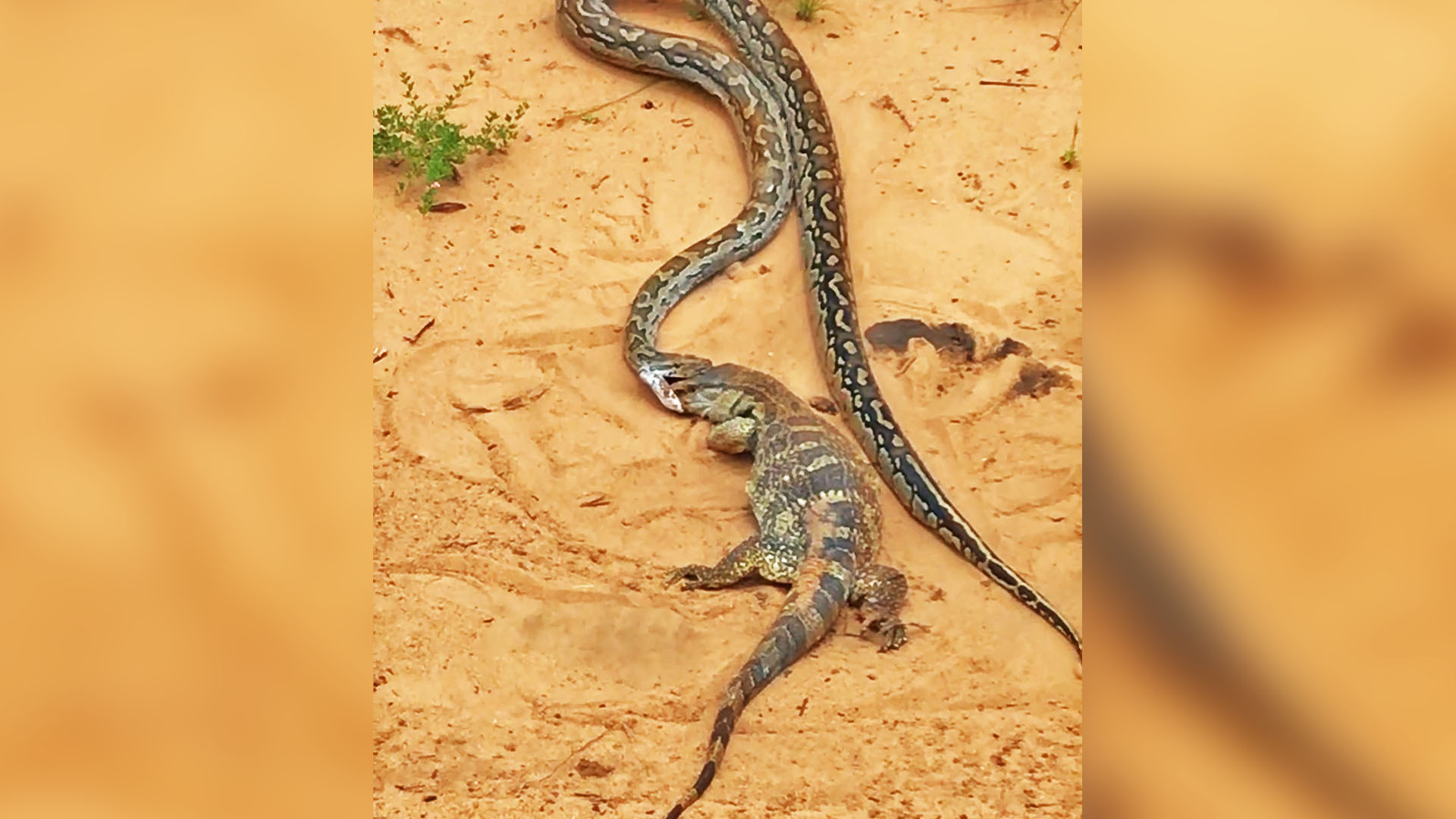 Python Drags Huge Lizard by the Face