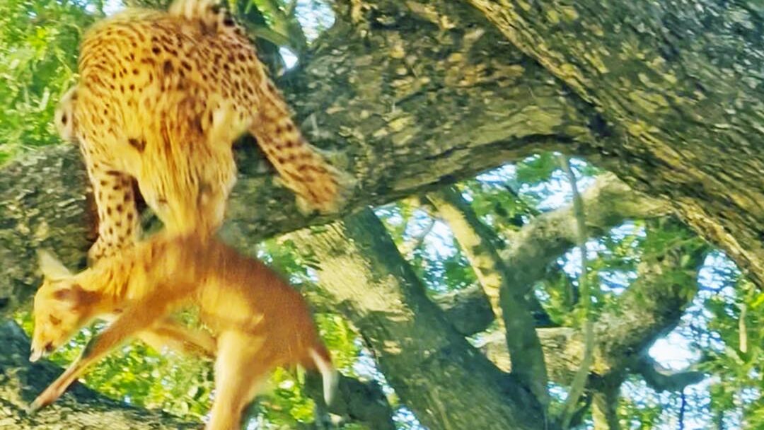 Leopard Jumps from Dizzy Height to Steal Kill from Her Mother