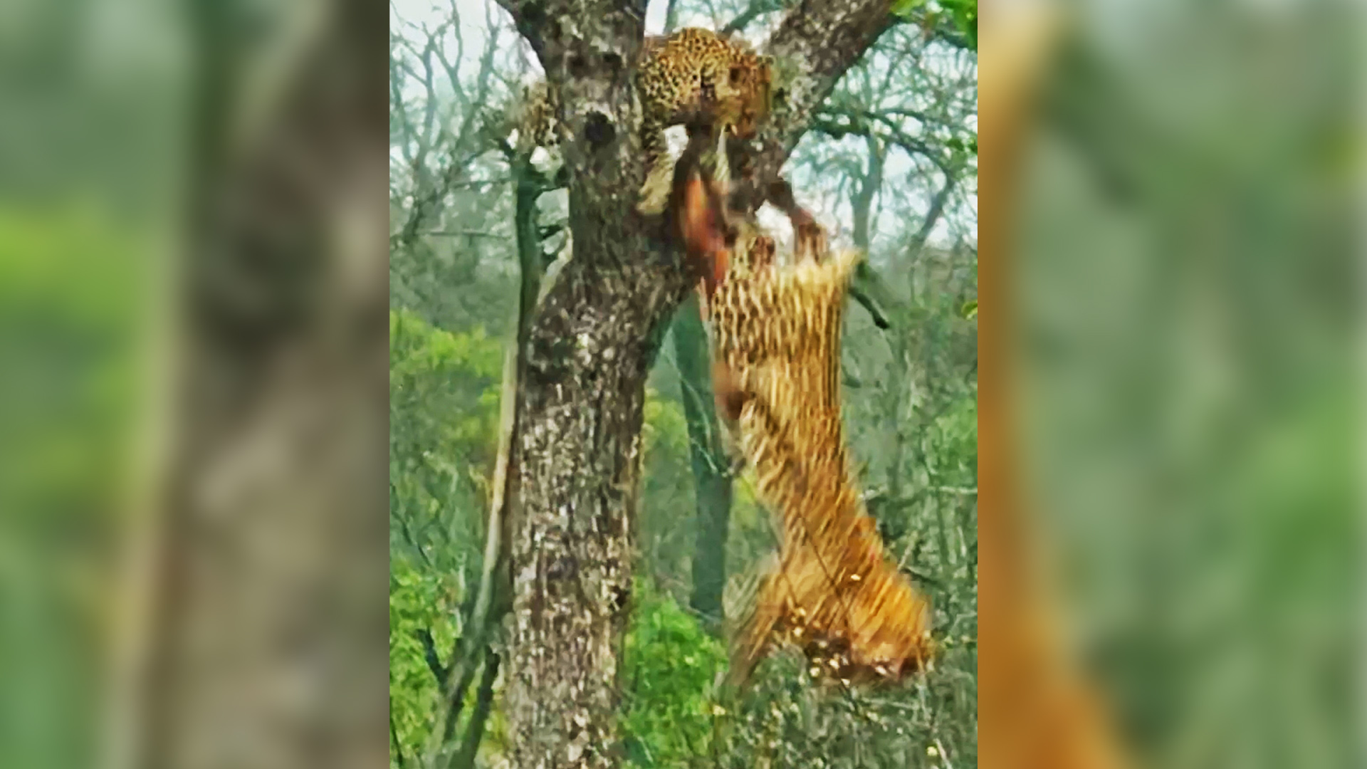 Leopard Flies Out of Tree with Kill after Fighting with Cub
