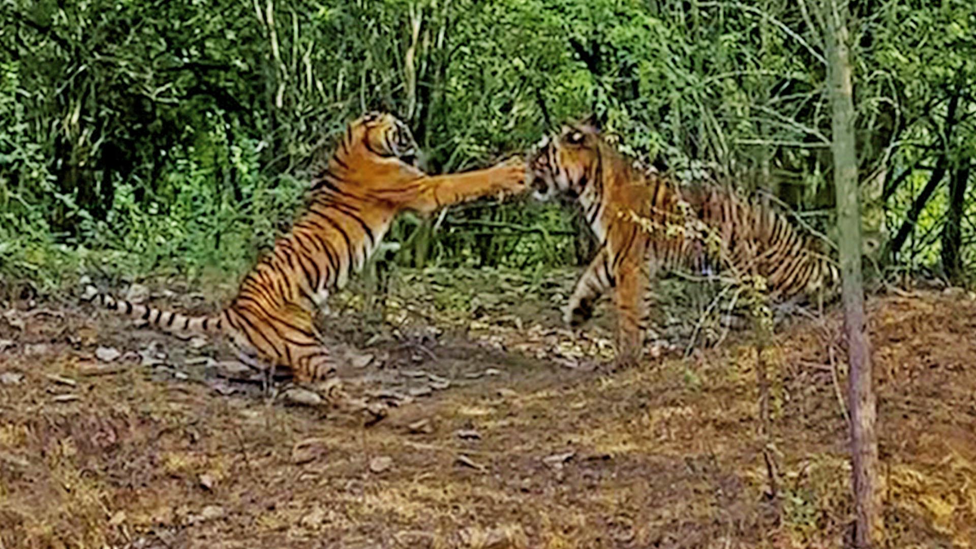 Tigress Fights Male Tiger to Protect her Cub – India