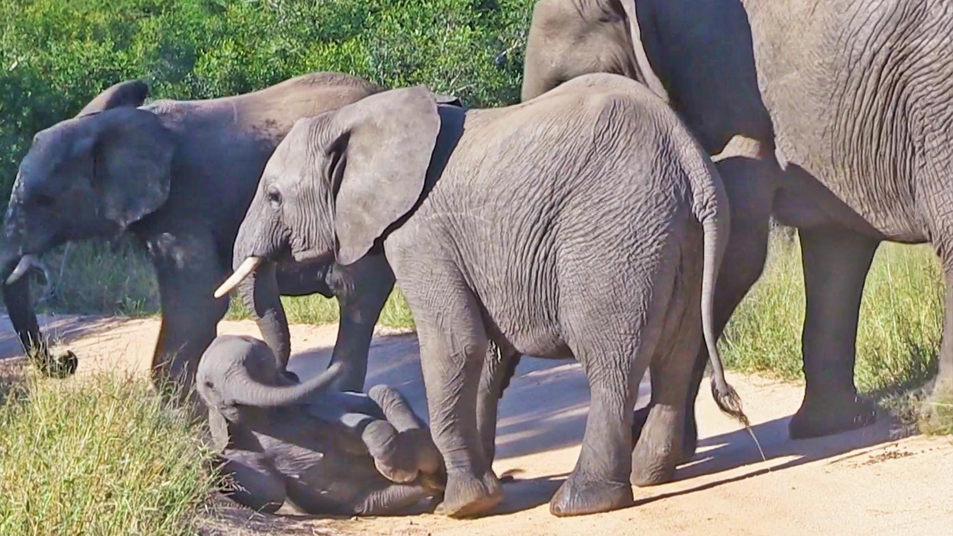Teenage Elephants Knock Baby over in the Road