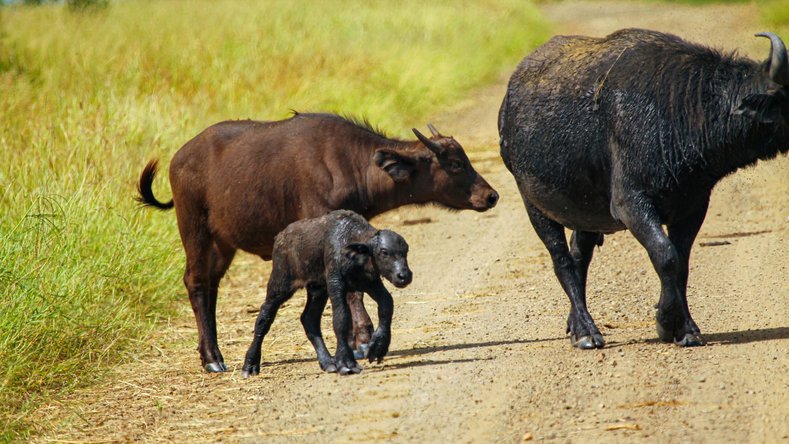 Buffalo calf born with bear-like claws 