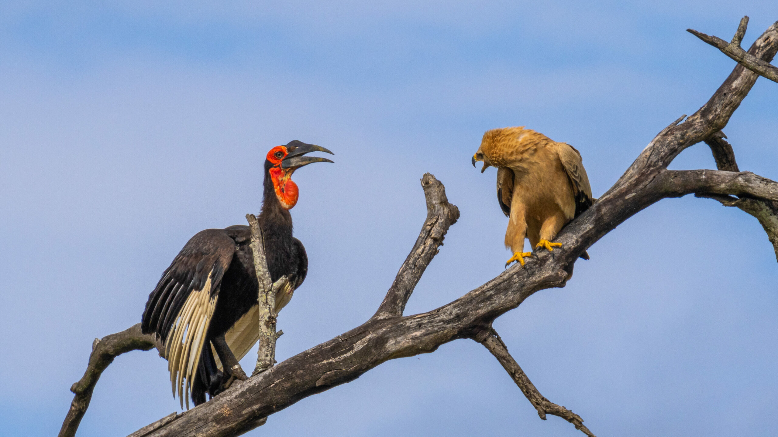 Hornbill Fights with Eagle