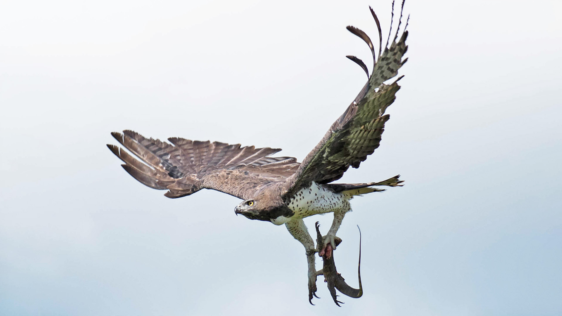 Eagle Takes Lizard Flying