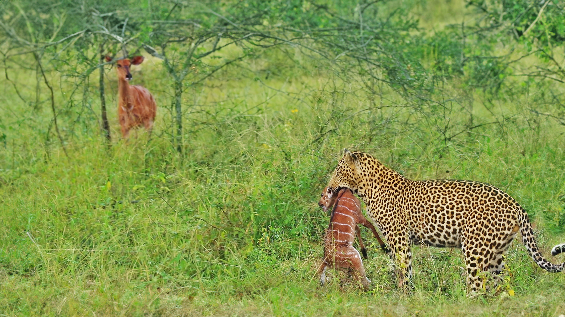 Mom Watches as Leopard Catches her Calf