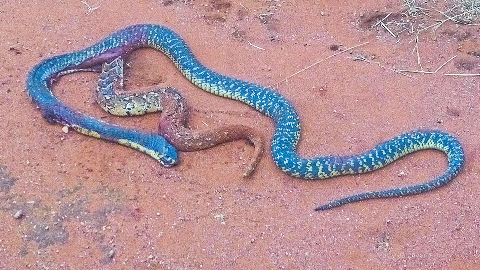 Snake Fights Back from INSIDE a Cobra