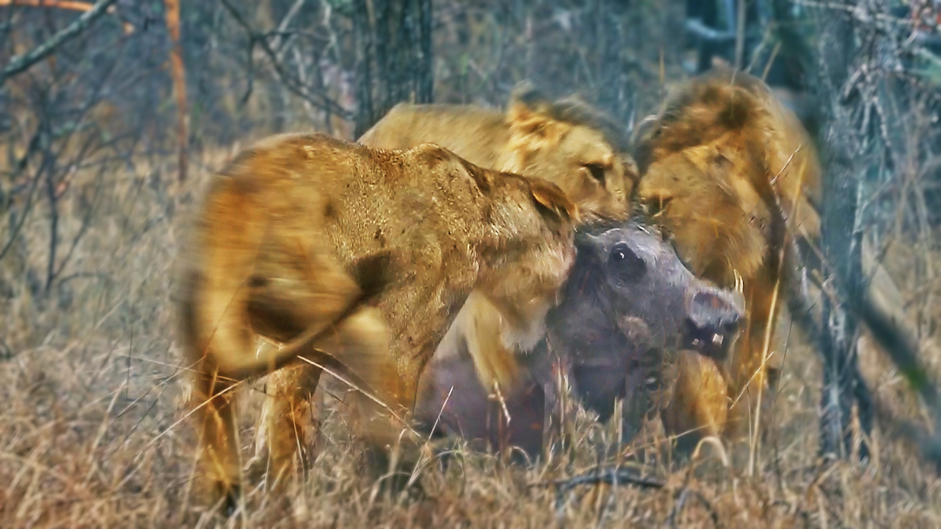 Lions Play Tug of War with Warthog Trying to Escape