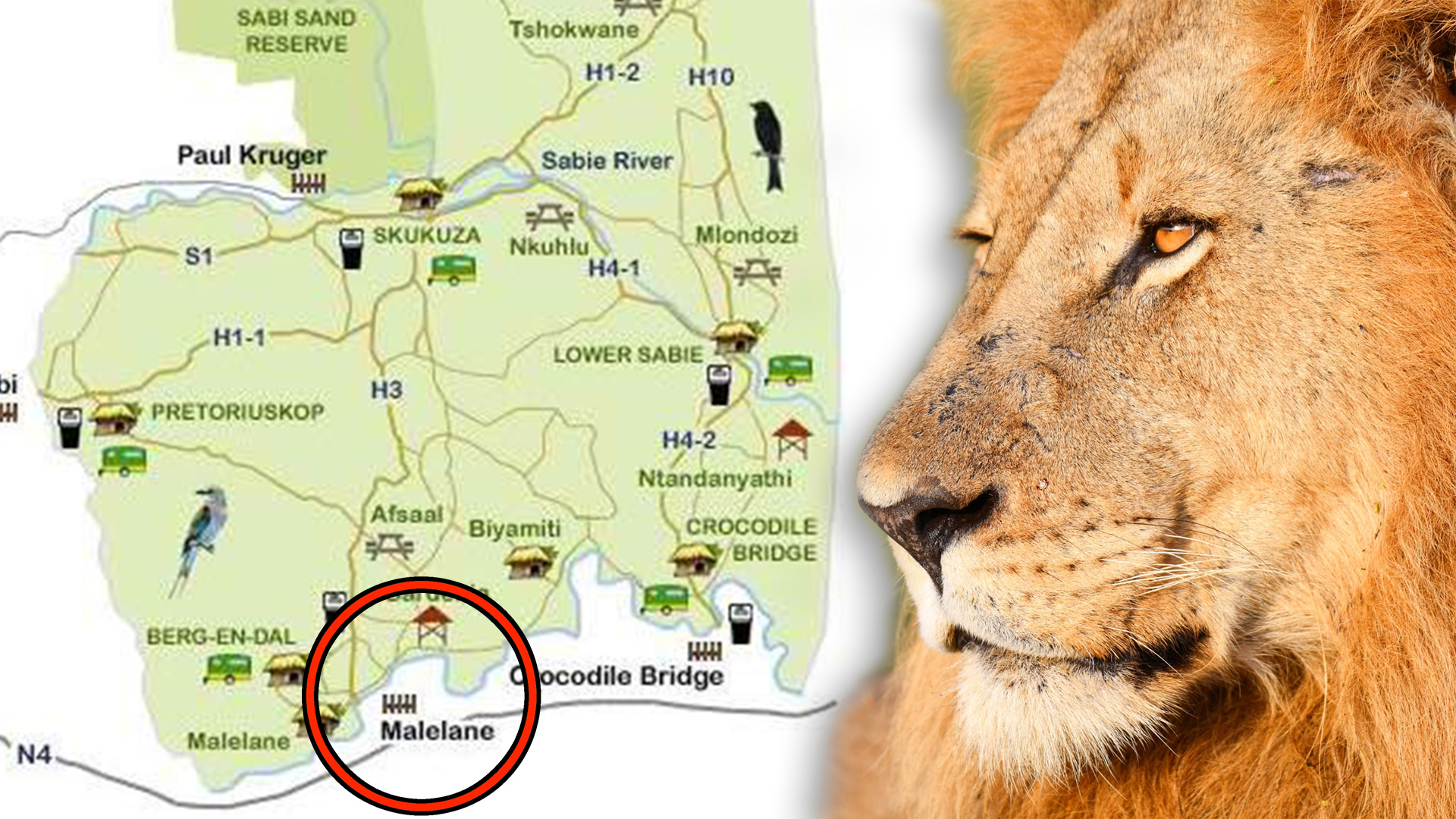 Malelane Rest Camp: Is it the new best place to see big cats?