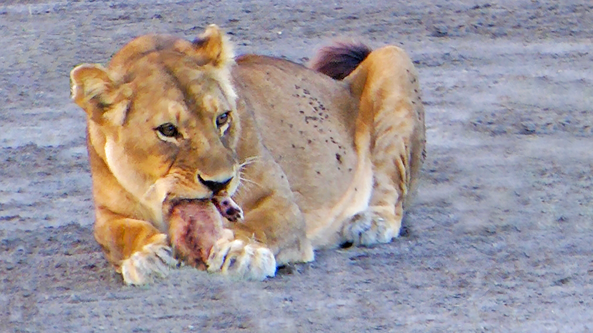 Lioness Bites Her Cub’s Head Off
