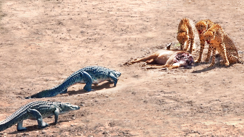 2 Crocodiles Chase 3 Cheetahs off Buck