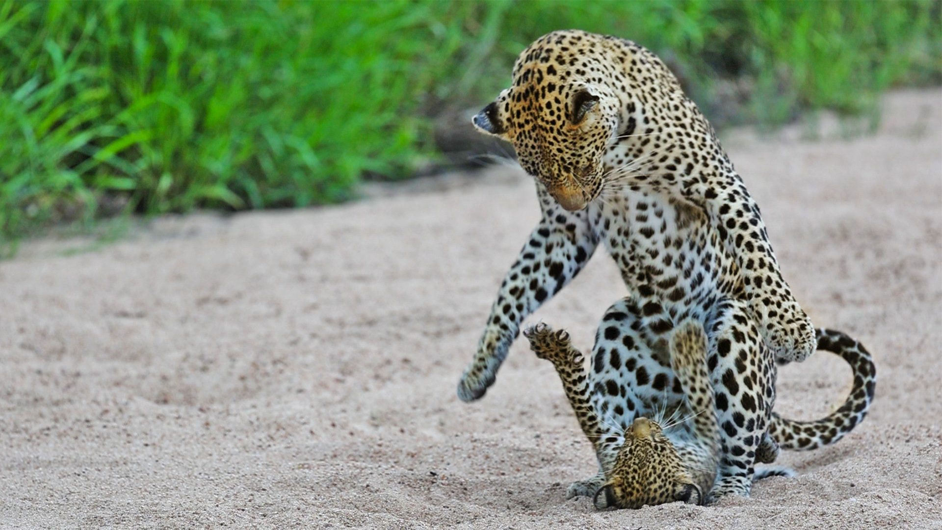 Only Leopard Cub Forces Mom to Play