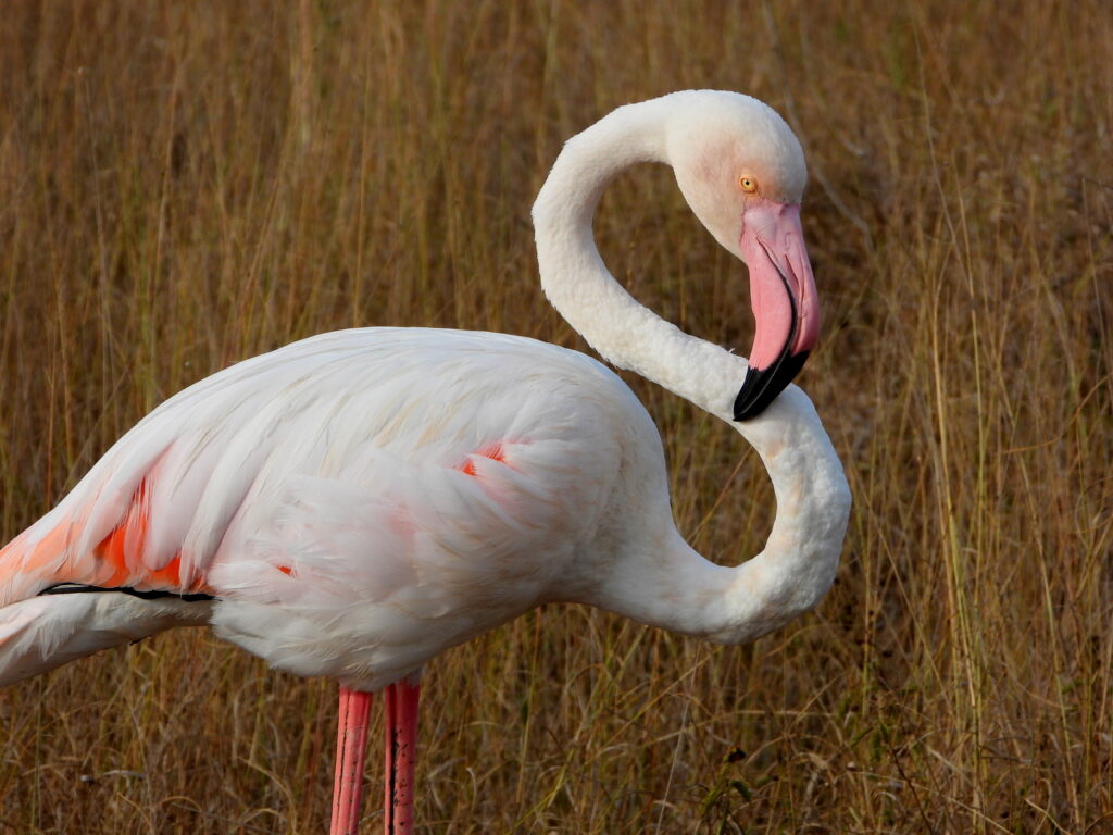 Flamingo Spotted in the Kruger National Park