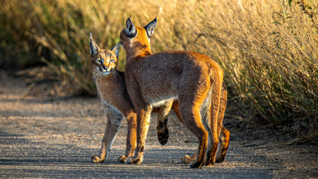 Caracal looks after baby kitten in the road