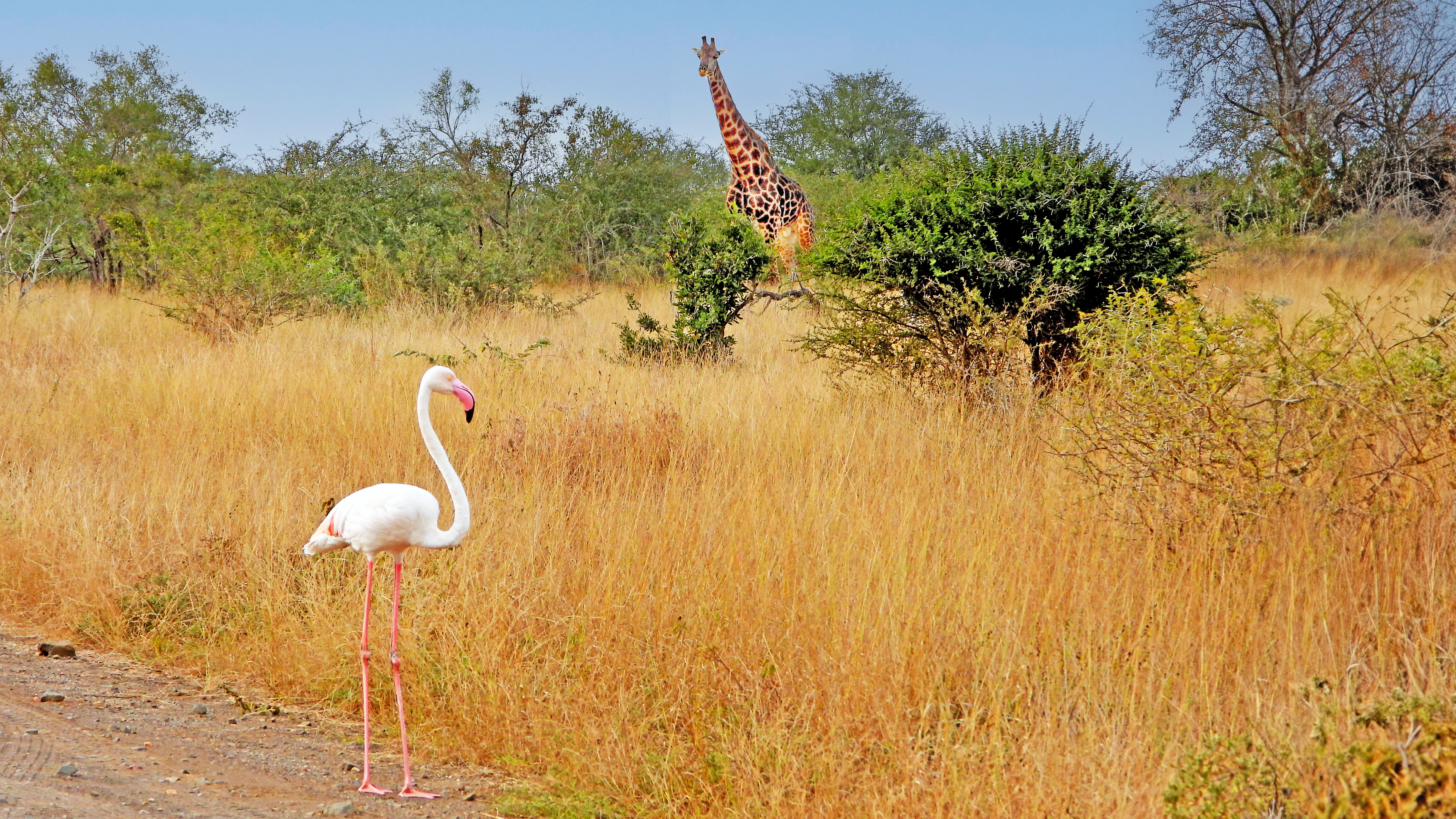 Surprise Sighting: Flamingo Spotted in the Kruger National Park
